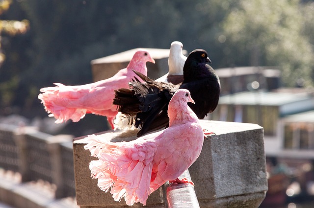 足球联赛积分榜最新动态